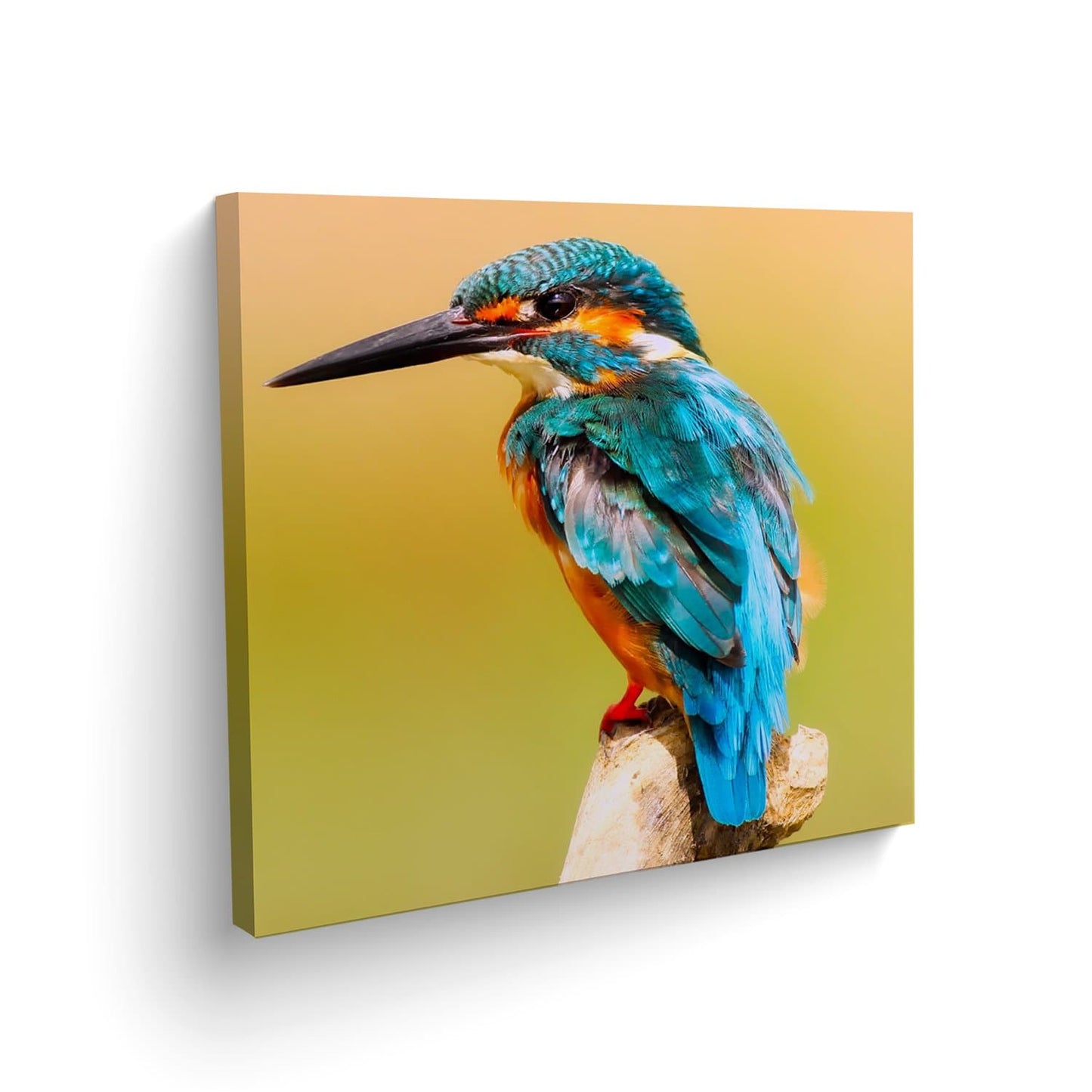 Canvas Pájaro Azul - Maxigráfica Shop